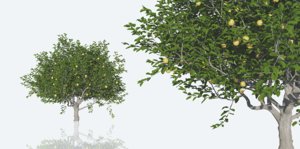 3D lemon tree pack
