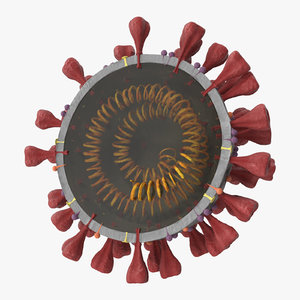 3D section novel coronavirus virus model