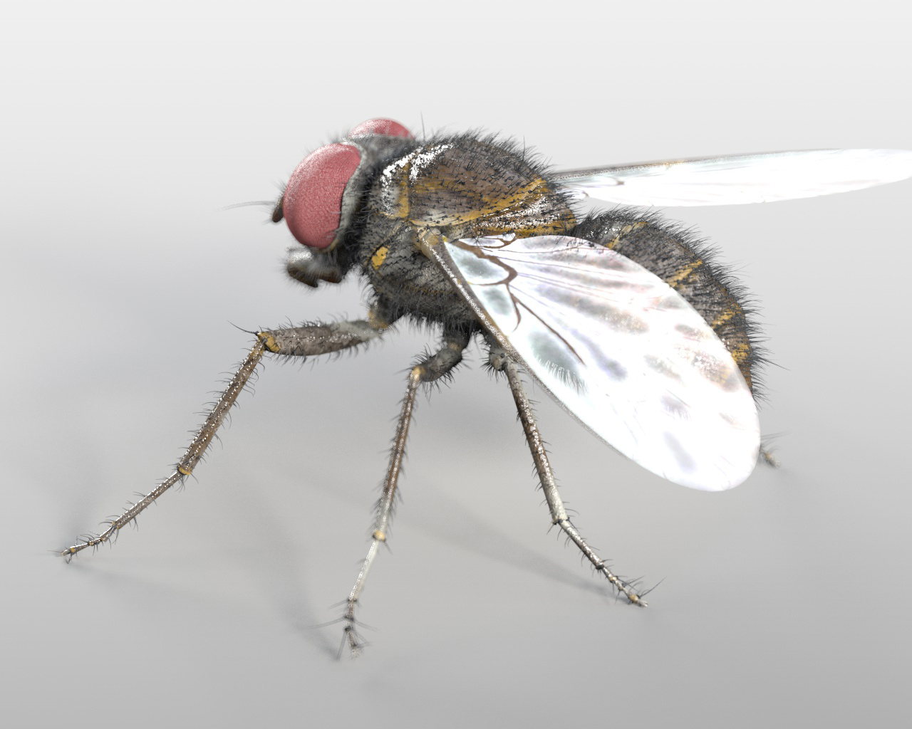 housefly rigged3d模型