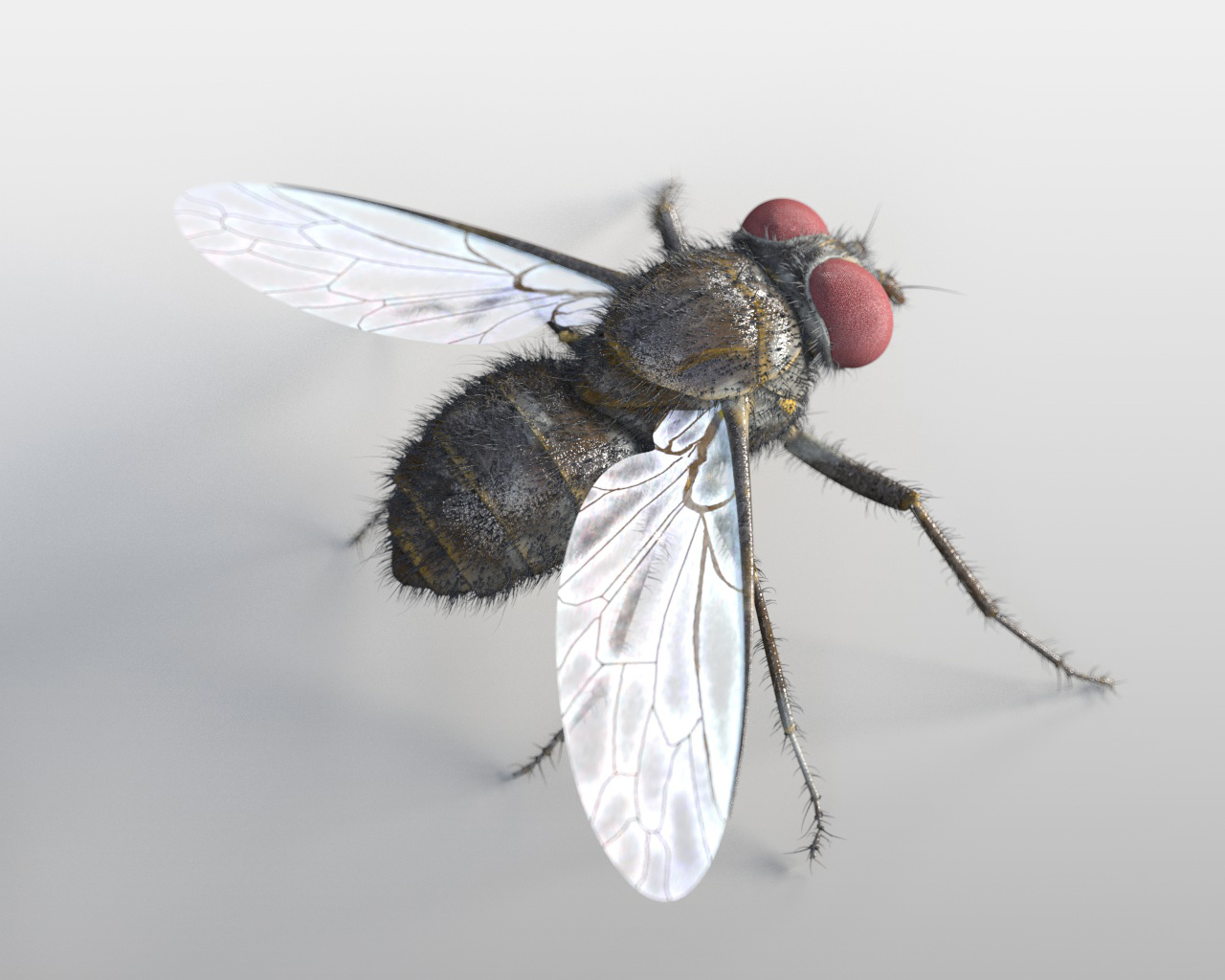 housefly rigged3d模型