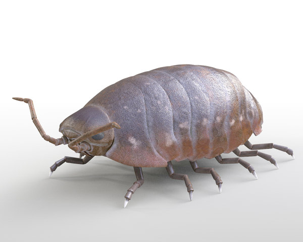 オカダンゴムシarmadillidiidaerigged3dモデル Turbosquid