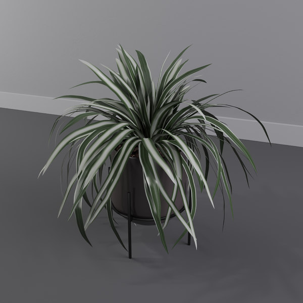 Chlorophytum Laxum Zebra Grass 3d Model Turbosquid