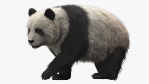 大熊猫索具3d模型 Turbosquid