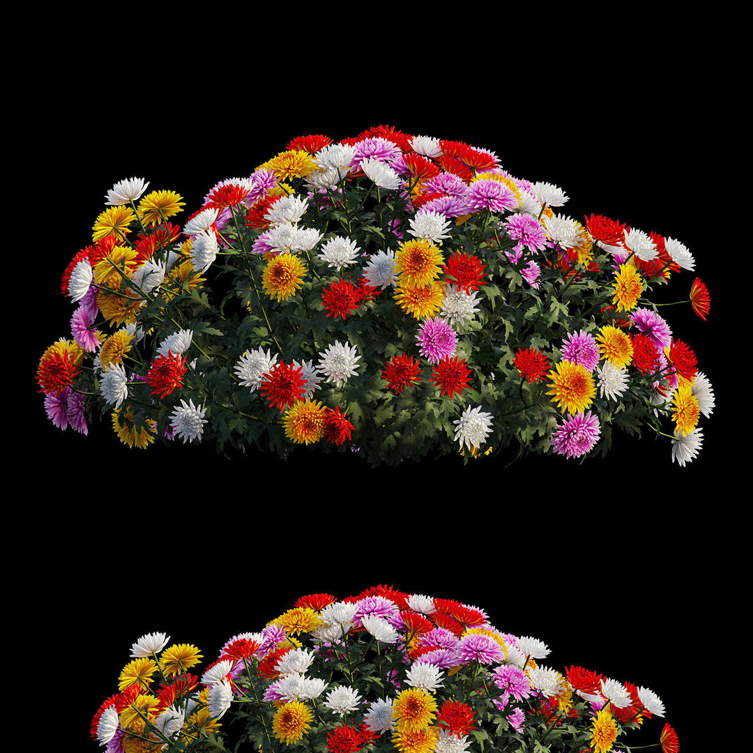 3D chrysanthemum flower plant set TurboSquid 1537965