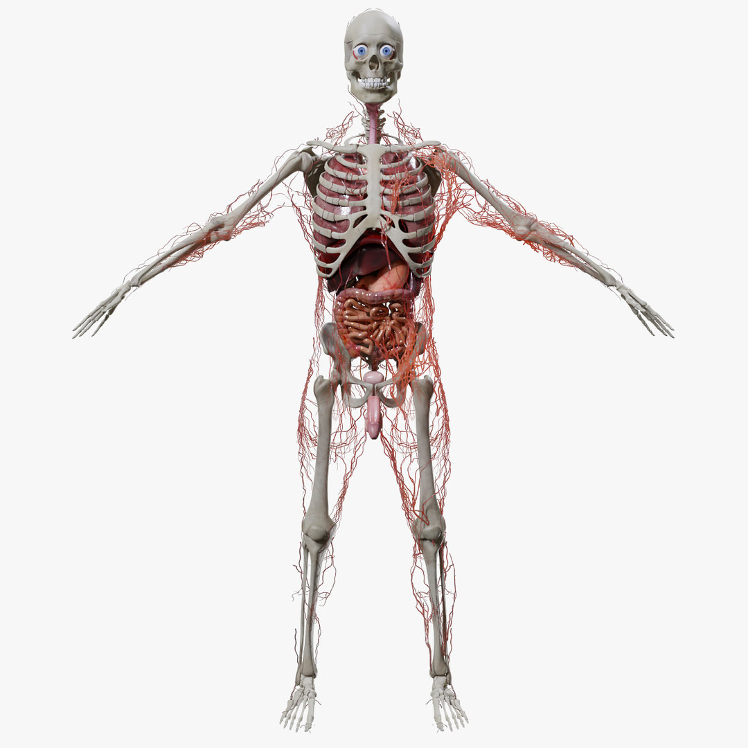 Human organs model - TurboSquid 1538098