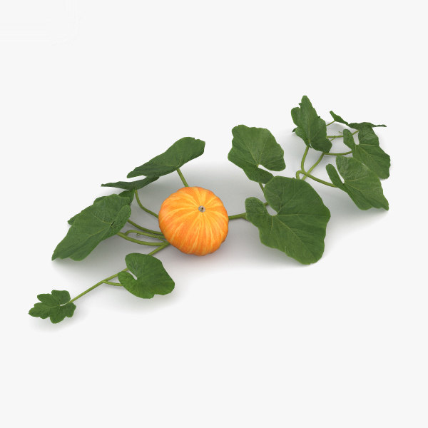 3d pumpkin plant model