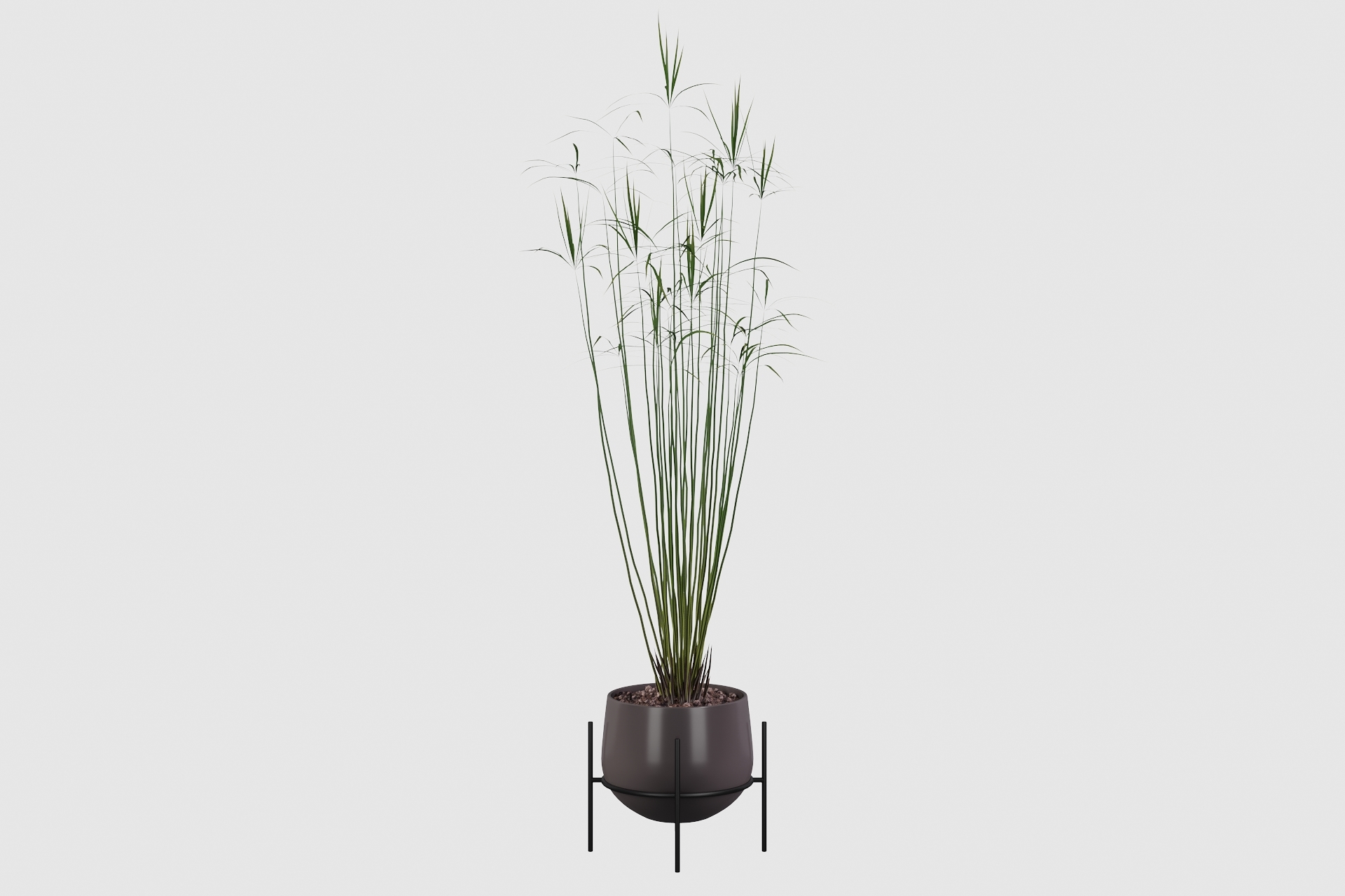 areca palm cyperus 3d model