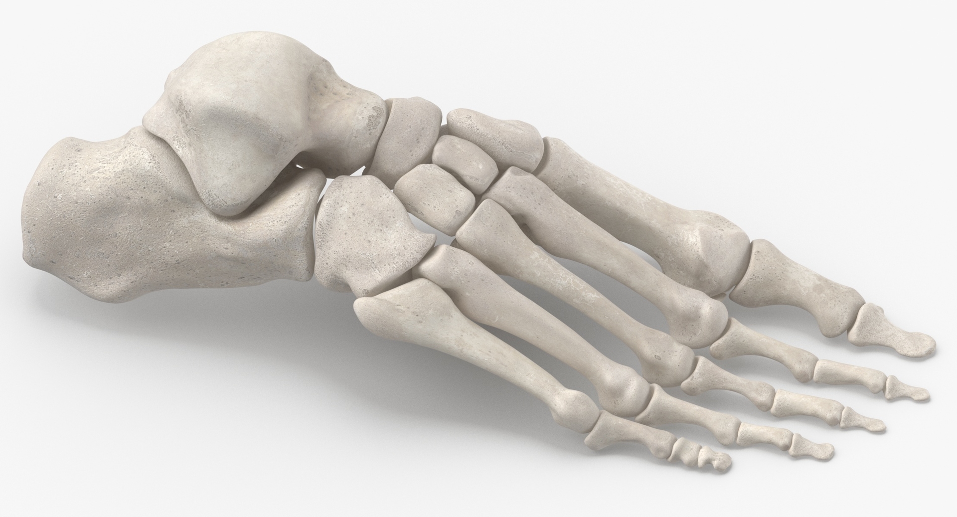 modelo 3d Anatomía de los huesos del pie humano real 01 blanco ...
