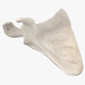 human scapula bone 01 3D model