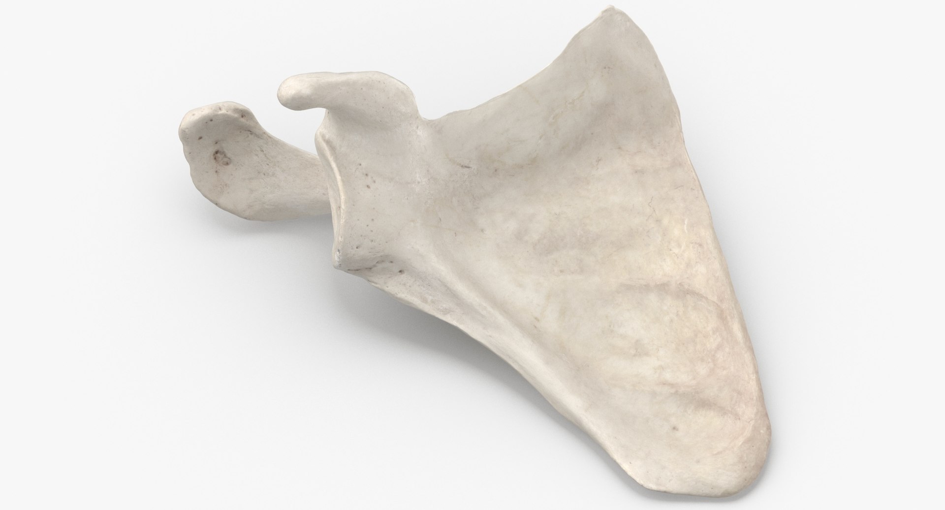 Human scapula bone 01 3D model TurboSquid 1538253