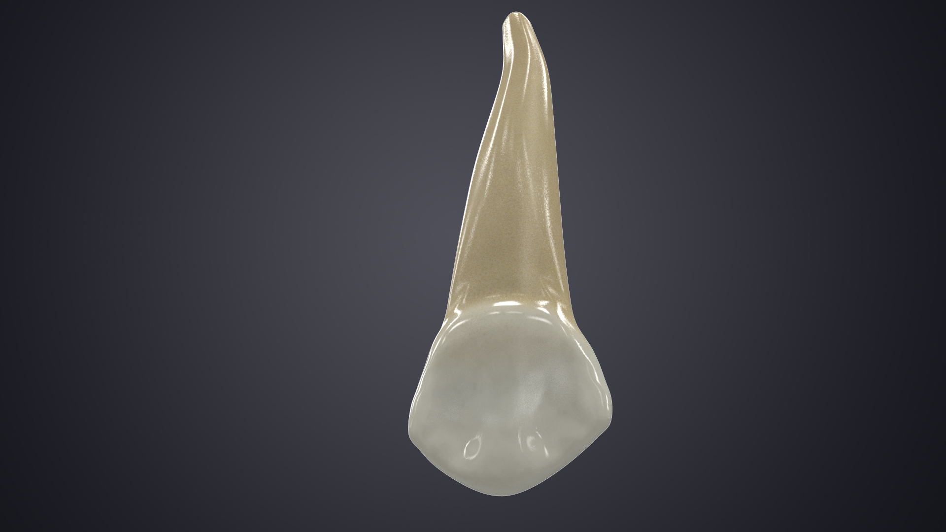 3D human teeth upper canine model - TurboSquid 1516716