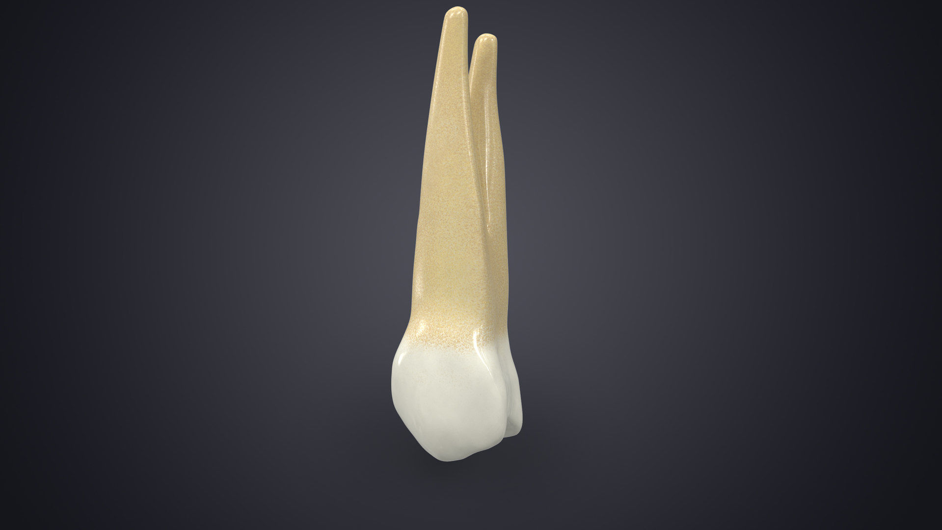 3D Human Teeth Upper Premolar TurboSquid 1518066