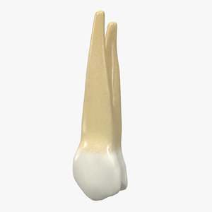 3D human teeth upper premolar