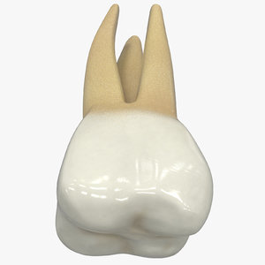 3D human teeth upper molar
