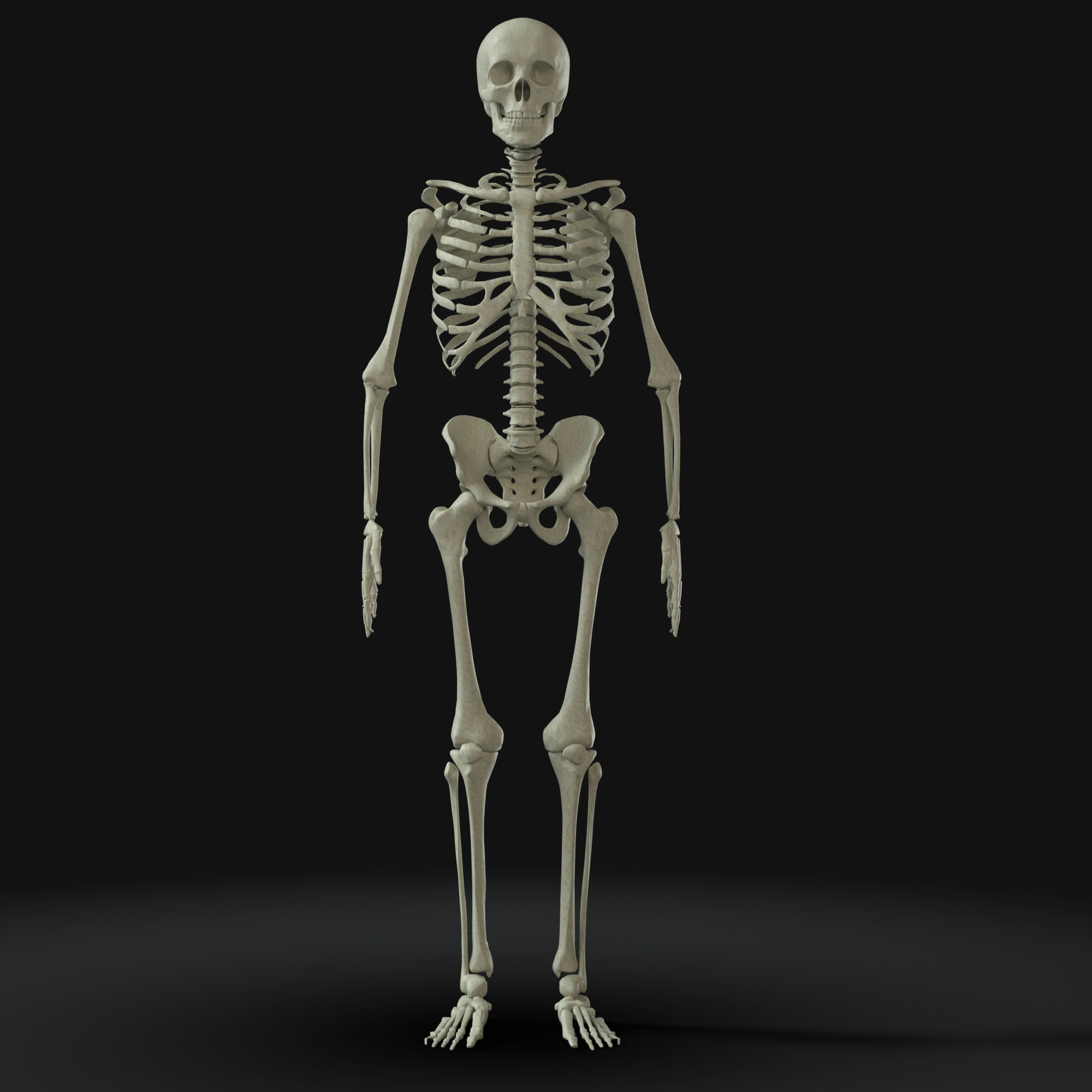 3D human skeleton - bone - TurboSquid 1538556