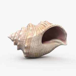 3D seashell shell sea