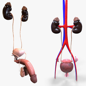 urinary organs 3D model