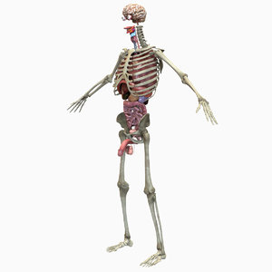 3D skeletal internal organs rigged