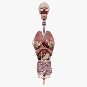 3D female internal organs