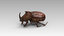 3d rhinoceros beetle model