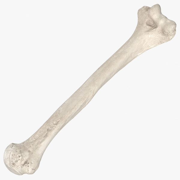 3D Bone Models | TurboSquid