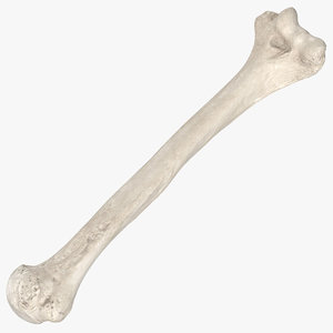 human humerus bone 01 model