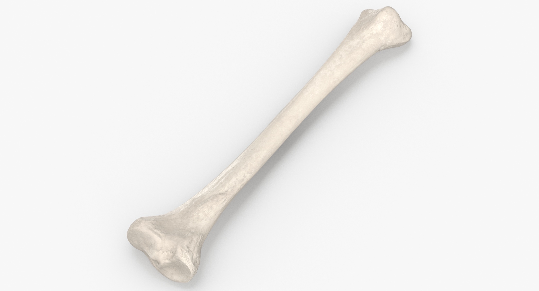 Real Human Tibia Bone 01 White Modelo 3D - TurboSquid 1539328