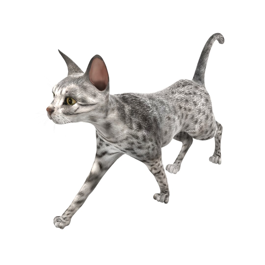 3D model cat pose TurboSquid 1539428