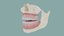 3D mouth bones gums anatomy model