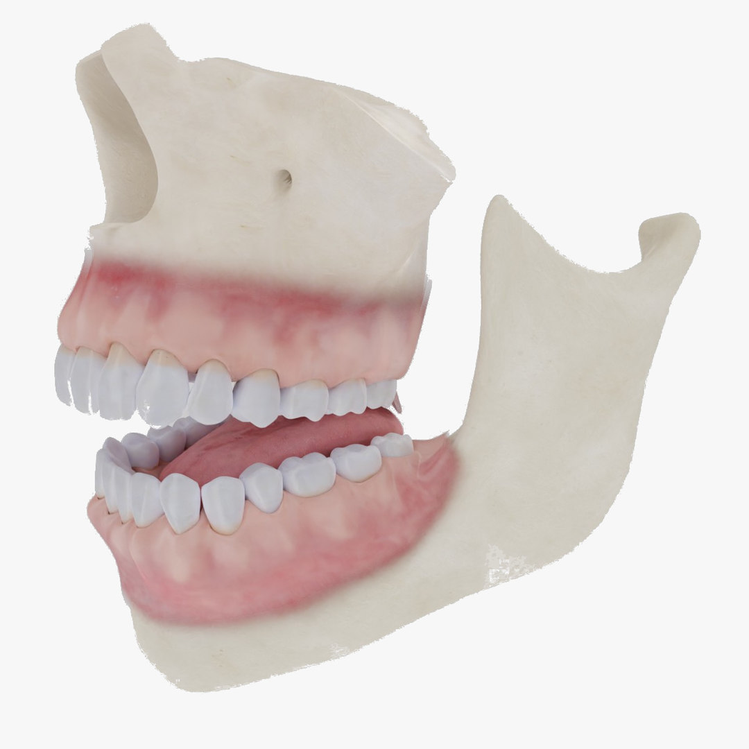 3D mouth bones gums anatomy model - TurboSquid 1534221