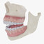 3D mouth bones gums anatomy model