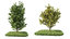 3d 10 broadleaf bushes model