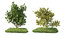 3d 10 broadleaf bushes model