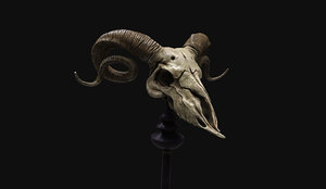 animal skull - ram 3D model
