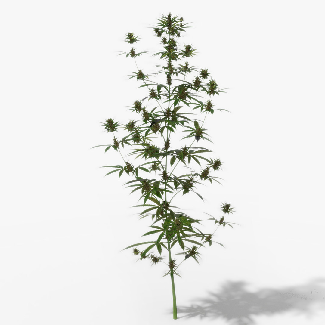 Cannabis growing 3D model TurboSquid 1509880