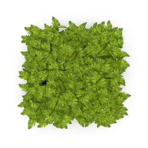 3D celery sprout salad