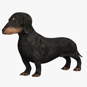 3D dachshund