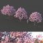 3D tree sakura