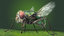 3D insect bug fly