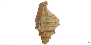 conch shell 3D model