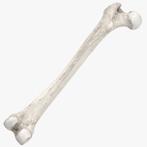 human femur bone 01 3D model