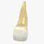 upper human teeths dentition 3D model