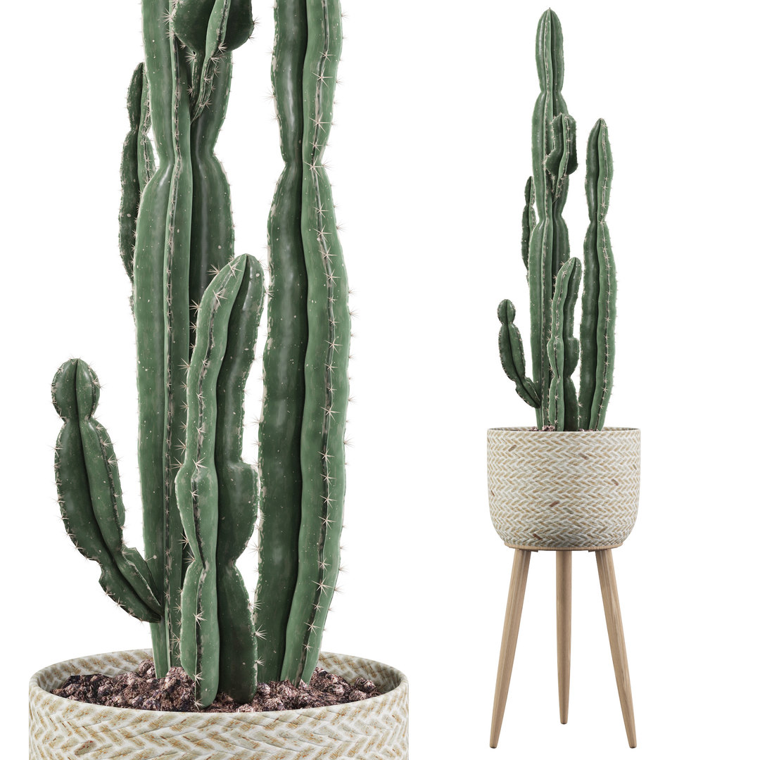 Euphorbia candelabrum 2 cactus 3D model - TurboSquid 1541531