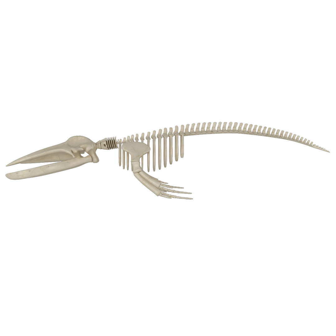 Skeleton humpback 3D model - TurboSquid 1541907