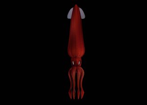 3D model humboldt squid animation