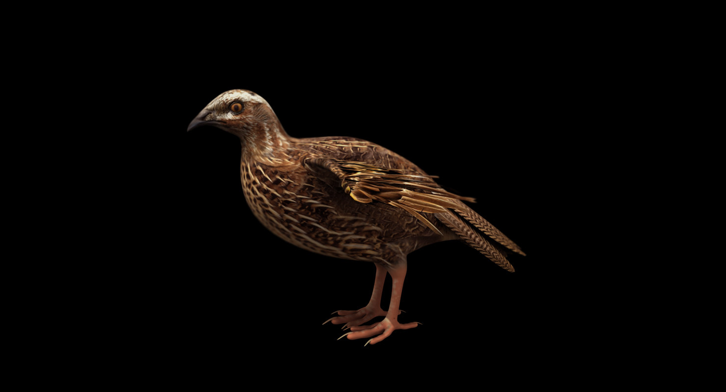 3D model quail bird - TurboSquid 1542023