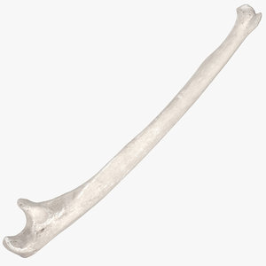 human ulna bone 01 3D model