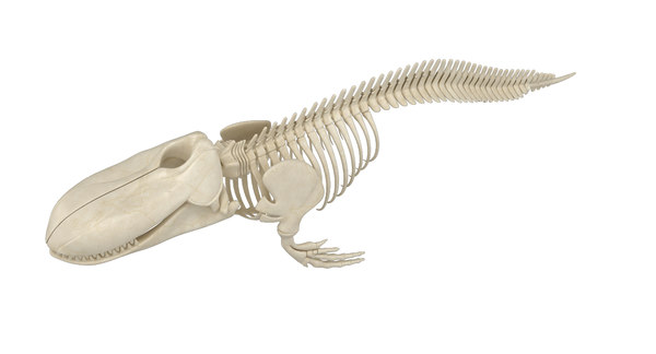 3D whale skeleton shark model - TurboSquid 1542132