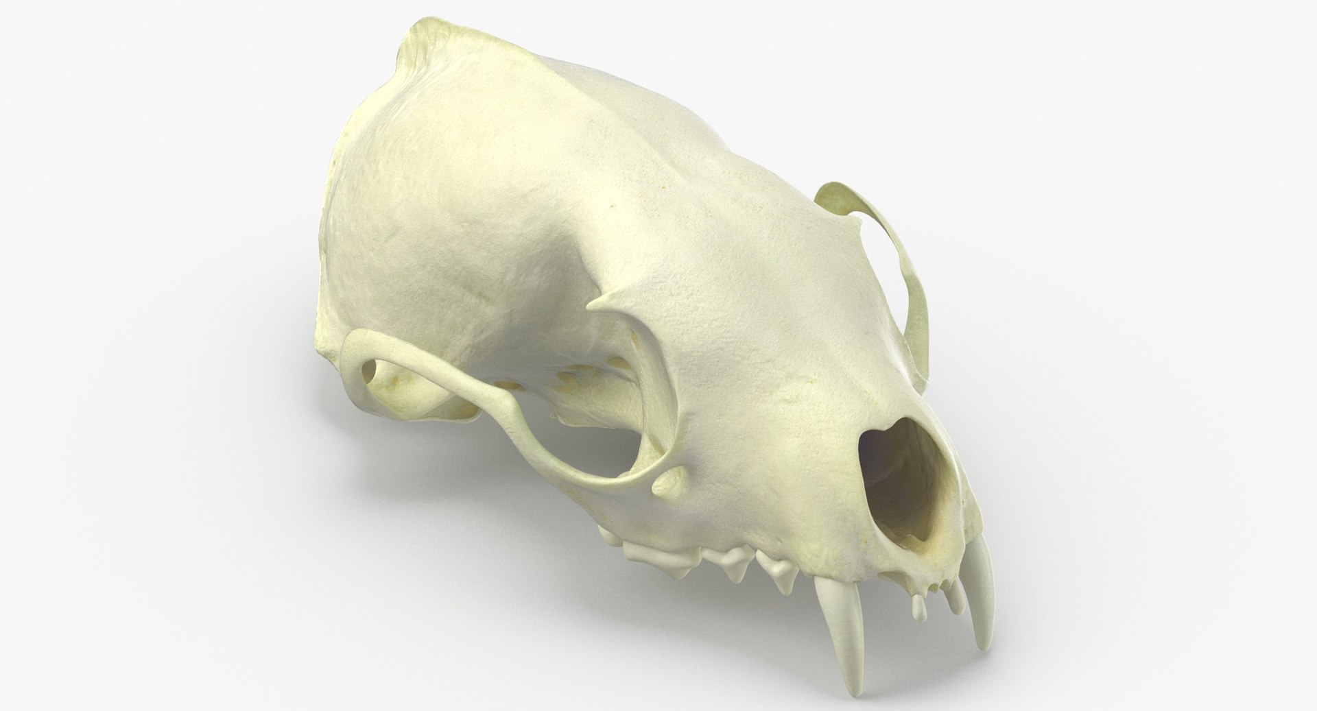 White breasted marten skull 3D model - TurboSquid 1542128
