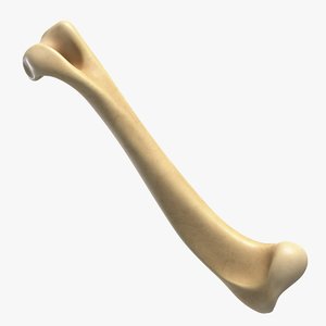 bone pbr 3D model